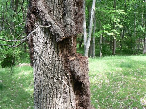 Killing Giant Poison Ivy Vines Flickr Photo Sharing