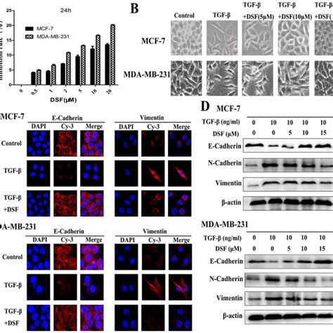 Repression Of Erk Nf B Snail Pathway Results In Inhibition Of Tgf