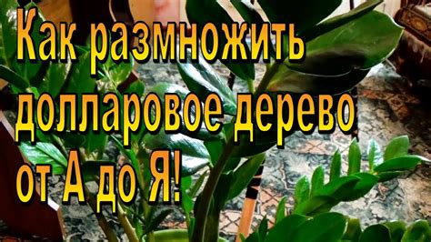 Долларовое дерево - своими руками! Все способы размножения! - YouTube