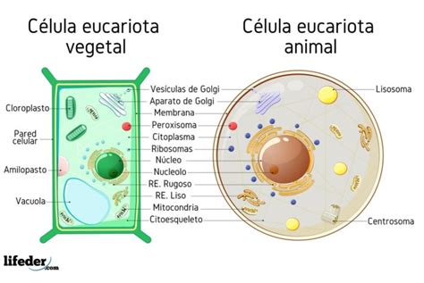 Célula eucariota características partes funciones tipos