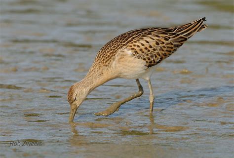 Kemphaan Ruff Calidris Pugnax Rob Zweers Flickr