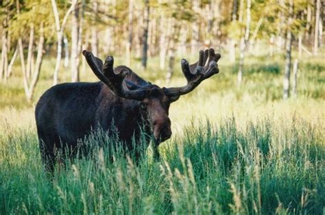 Explore Shubenacadie Provincial Wildlife Park, Shubenacadie, NS