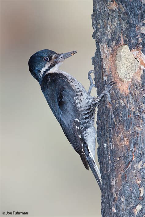 Black-backed Woodpecker – Joe Fuhrman Photography