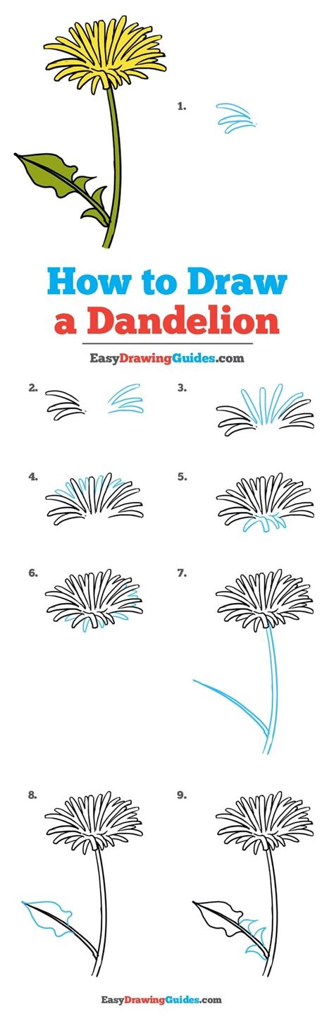 How To Draw A Dandelion Step By Step