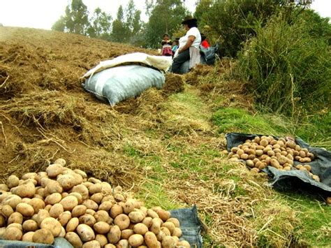 INIA impulsará tecnología y capacitación a agricultores en el Cusco