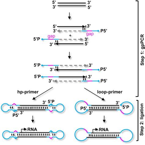 Primers Pcr