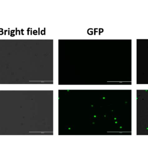 Differentiated U1 Cell Line Uptake Ccs Derived Evs Ccs Evs That Download Scientific Diagram