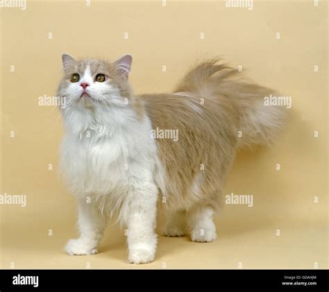 Cream And White Persian Cat Hi Res Stock Photography And Images Alamy