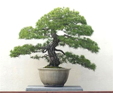 Things To Consider When Choosing Your First Bonsai Imperial Bonsai