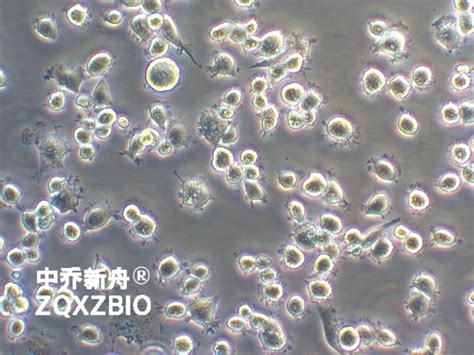 Dh82细胞 细胞系 狗肾恶性组织细胞增生症细胞 上海中乔新舟生物科技有限公司