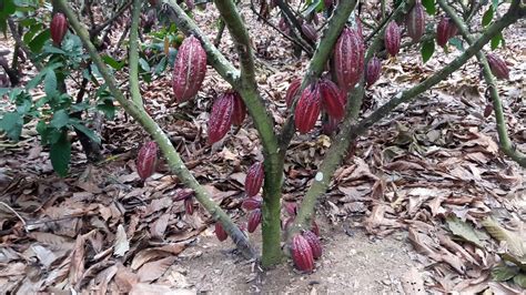 Ecuador Cacao Ccn51 Youtube