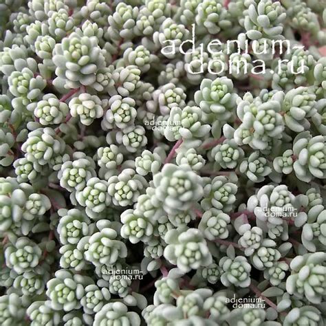 Sedum DASYPHYLLUM (Седум, Очиток): купить 5 семян c доставкой почтой 🌸 ...