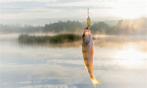 20 Arti Mimpi Mancing Ikan Tenang Bisa Jadi Pertanda Rezeki