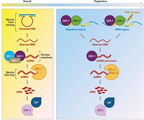 Models For Rnai Related Pathways In Neurospora Crassa During The