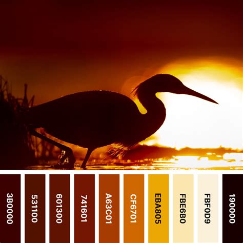 Orange And Black Color Palette Ideas For A Home • Kbm D3signs