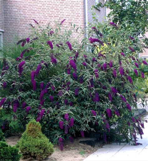 All About Butterfly Bush Good Earth Garden Center