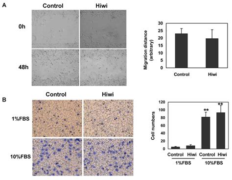 Hiwi Overexpression Does Not Affect Proliferation Migration Or