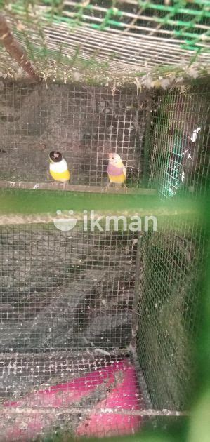 Gouldian Finch For Sale In Jaffna City Ikman