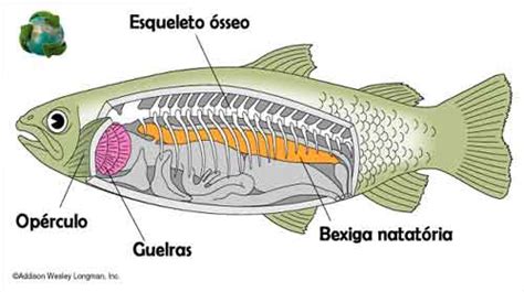 Peixes Cicl Stomos Condrictes E Oste Ctes Planeta Biologia