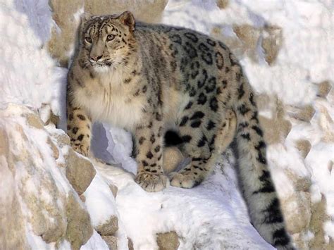 National animal of Afghanistan - Snow leopard | Symbol Hunt