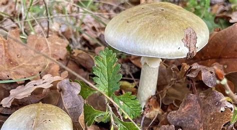 Amanite Phallo De Le Guide Secrets Des Champignons