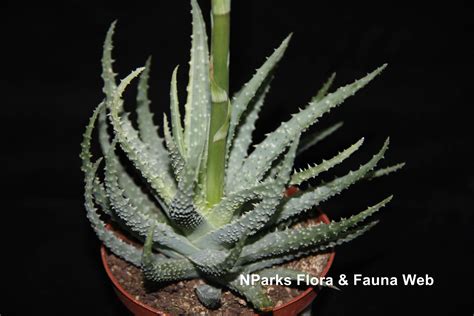 Nparks Aloe Humilis