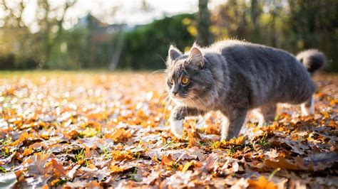 Ataxia en gatos qué es problemas y superación