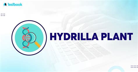 Hydrilla Plant Information Distribution Adaptations And Faqs
