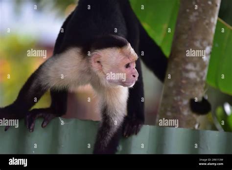 A White Faced Capuchin Cebus Capucinus In The Marine Area Of Manuel