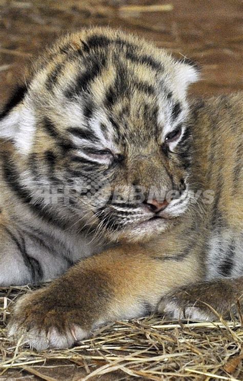 ベンガルトラの赤ちゃん3匹、パラグアイの動物園で生まれる 写真5枚 国際ニュース：afpbb News