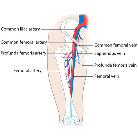 Leg-Venous: Anatomy & Physiology - Deep Venous System | SonoSim | Anatomy and physiology ...