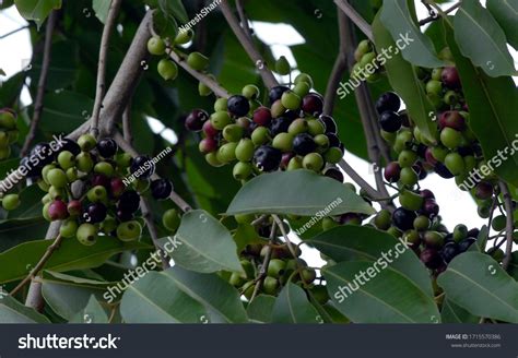 Black Java Plum Tree Syzygium Cumini Ubicaciondepersonascdmxgobmx