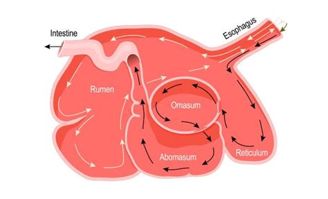 Sheep Ruminant Digestive System