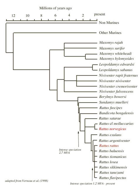 Evolution History And Domestication Of The Norway Rat