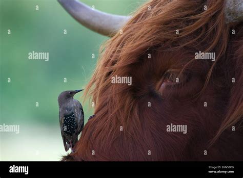 A Closeup Shot Of A Gray Bird Perched On A Brown Highland Cow In A