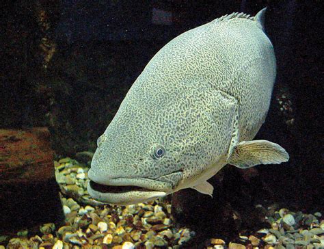Survey results reveal river’s rich biodiversity
