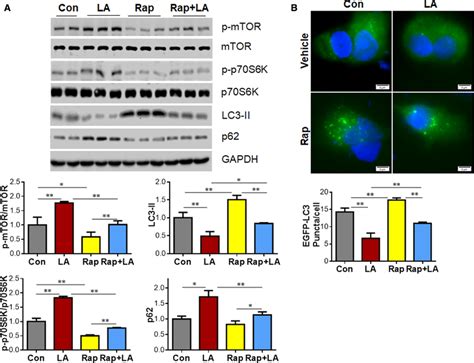 Rap Reversed The LAinduced MTOR Activation And Autophagy Inhibition In