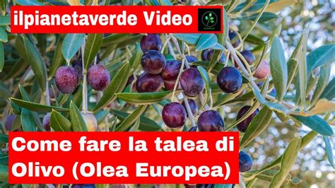 Come Riprodurre Con La Talea L Olivo O Ulivo Olea Europea In Una