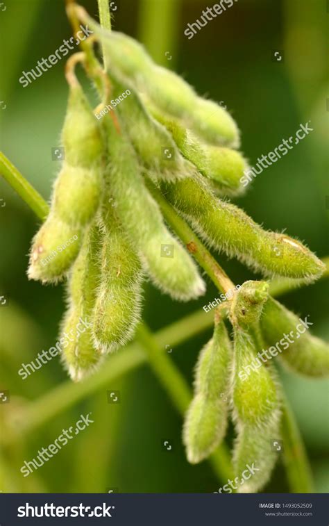 Soybean Plantations Handling Brazilian Agribusiness Stock Photo