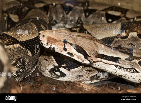 Boa Constrictor Boa Constrictor Adult Female Portrait Brazil Stock