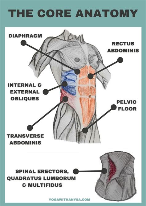 What Is The Core Muscle Group Benefits And Key Actions Core Muscles