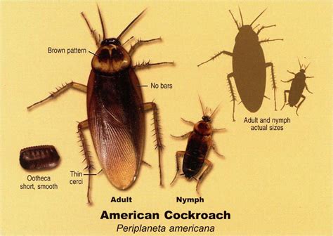 Palmetto Bug Vs Cockroach – AdinaPorter