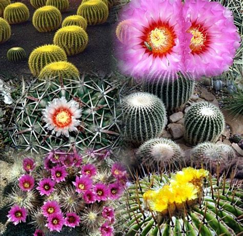 Golden Barrel Cactus Mix 15 Seeds Echinocactus Hirts Gardens