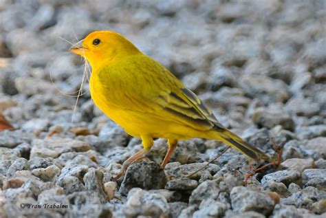 Birds Of Oahu Birds Of Oahu