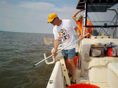 Crabbing 101 Trot Line Pull Traps And Chicken Necking