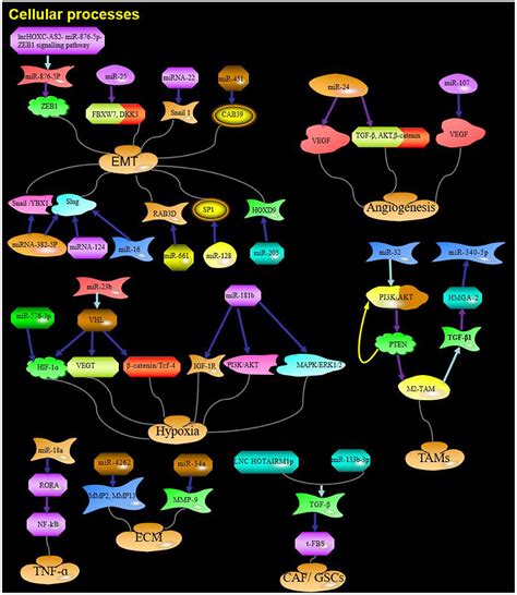 Frontiers Biological Implications And Clinical Potential Of Invasion