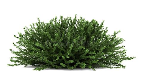 Bush Isolated Stock Photos Free Royalty Free Stock Photos