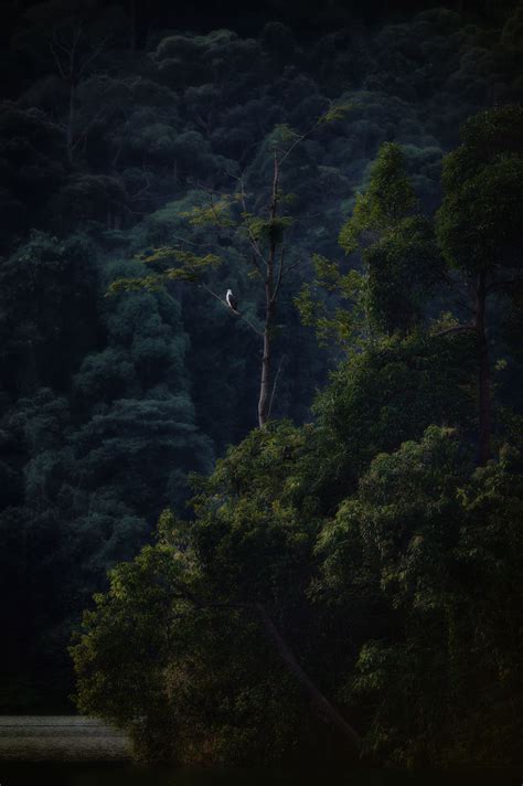 Majestic Eagle Smithsonian Photo Contest Smithsonian Magazine