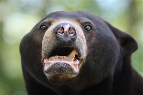 10 Awesome Photos Of The Malayan Sun Bear To Warm Your Heart On Sunday