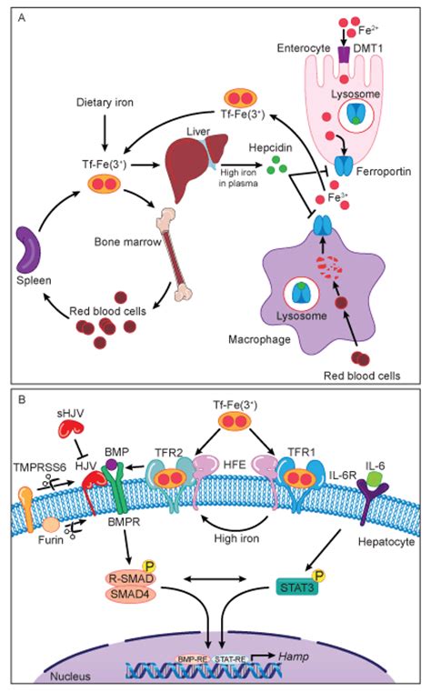 Mutagenetix > Phenotypic Mutation